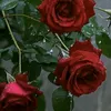 lilliwal79