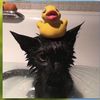 i_need_a_new_username01