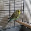 leon_the_bird