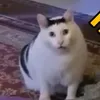 lavaydo.1
