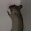 cheems_sadboi08