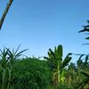 anwargani3