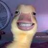 binruoi