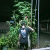 ikidapin229