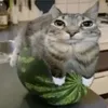 anton.gavrilov42