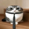 ballincat91