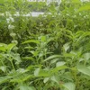 indahpagihari