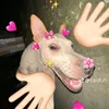 hviettrumiachay3