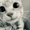 i_love.cats_01