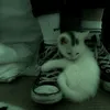 mr.cat0559