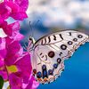 abdullahalsohan235