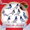 qayd_ayad