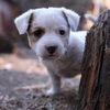 dogsdailylife007