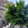 8_rahma.muhammed_8