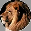 leonardorocha7377