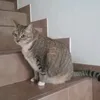 sebissj