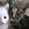 catzuu.u
