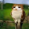 Meowl 🙀