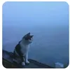 tiktok196778456