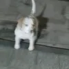 colskkhf2ohg