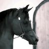 horselover.003