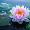 lotus_574