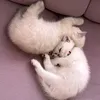 adam.shikhi.osi