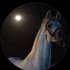 jamol0779
