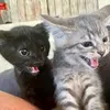 kiti_katik00