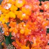 hoabanglang786