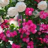 gwendoline_064