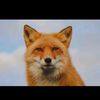 jamesfox4444