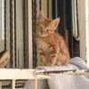 catskalpss