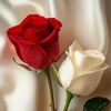 umar_khan9046