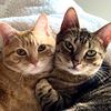 luca and eevee <3