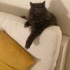lovelycats_dh126