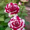 omar.faruk9523