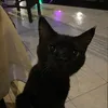 astonifriggadoli