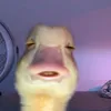 dalito_19