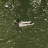 beaver_town