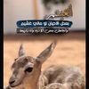 الحبابيهــ♥️