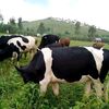 calandiello