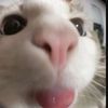 lm_shitting