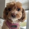 holly..the..malti..poo