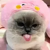 sharkiezookie
