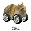 catz353