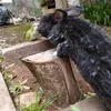 pepita.conejin.mechi