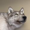 wolfgrey2025