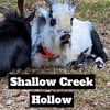 shallowcreekhollow