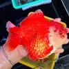 vyhoangcakieng
